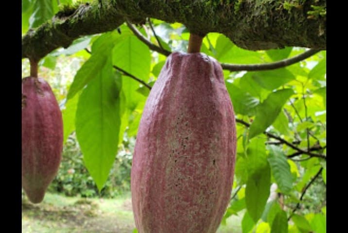 Sun Valley Farm Tour Ocho Rios — Fruit, Flora & Farm Life photo 5