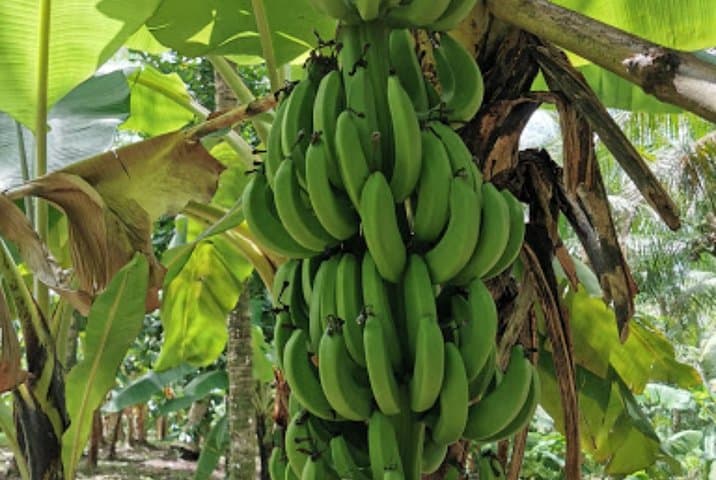 Sun Valley Farm Tour Ocho Rios — Fruit, Flora & Farm Life photo 6