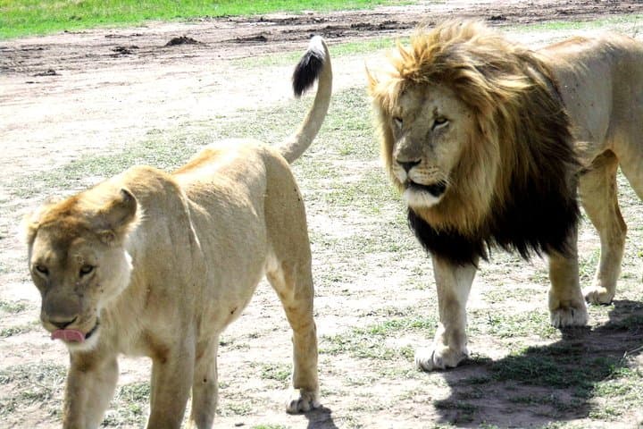 Tanzania Honeymoon Safari and Zanzibar Beach Escape photo 2
