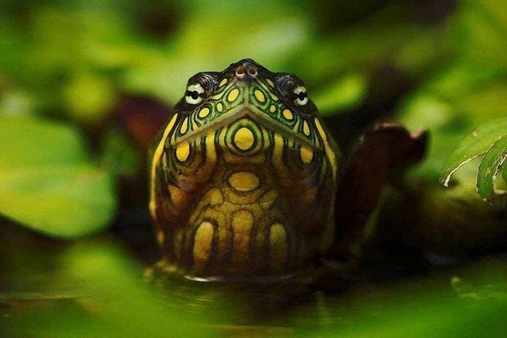 3-Day Amazon Adventure: Tena Jungle Lodge Trip from Quito photo 6