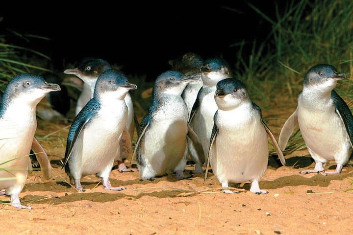 Phillip Island Penguin & Wildlife Day Tour from Melbourne