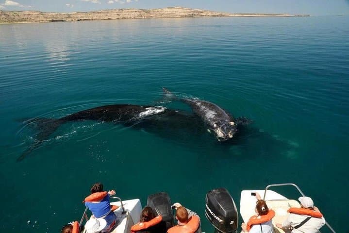 Peninsula Valdes Private Tour: Southern Right Whale Watching from Puerto Madryn photo 2