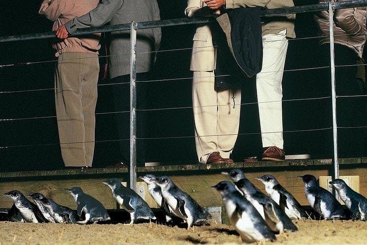 Phillip Island Penguin & Wildlife Day Tour from Melbourne photo 2