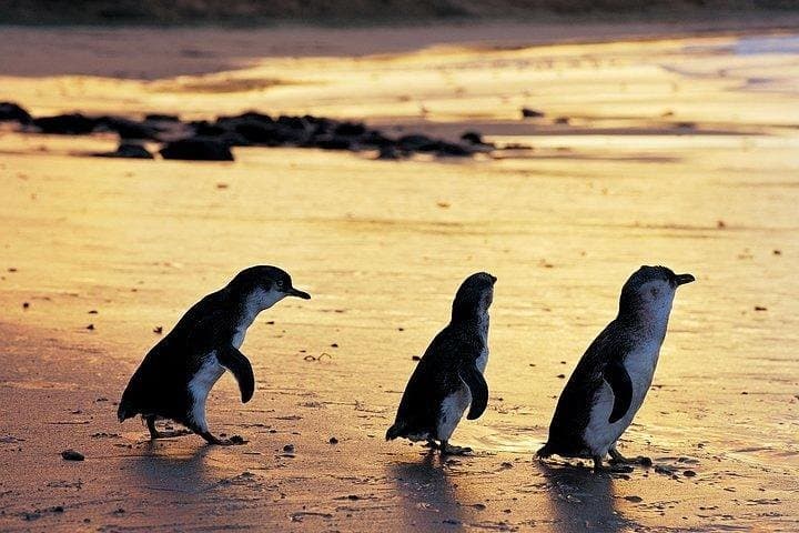 Phillip Island Penguin & Wildlife Day Tour from Melbourne photo 3