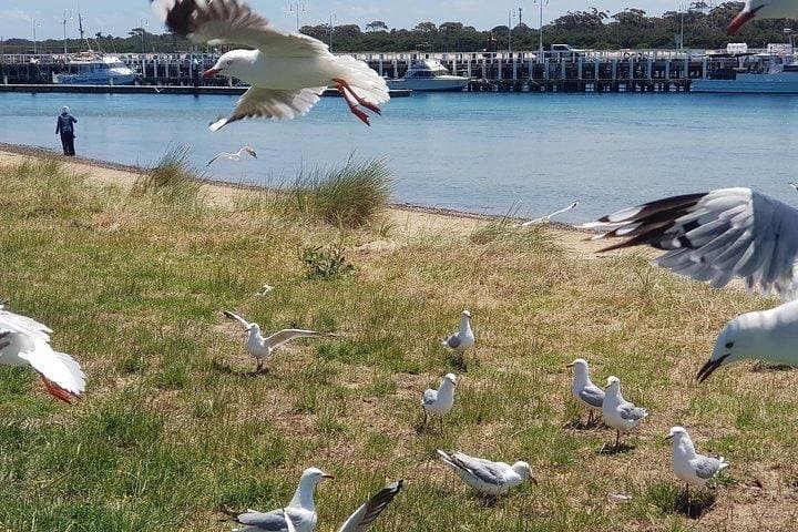 Phillip Island Penguin & Wildlife Day Tour from Melbourne photo 6