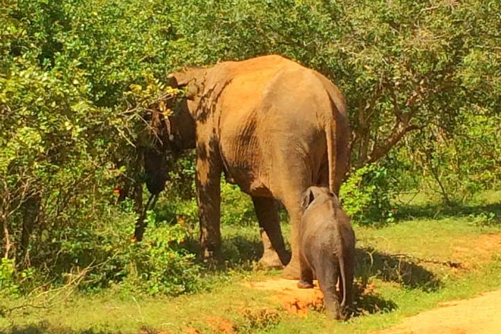 12-Day Explore Sri Lanka: Cultural Circuit, Hill Country & Wildlife Safaris photo 2