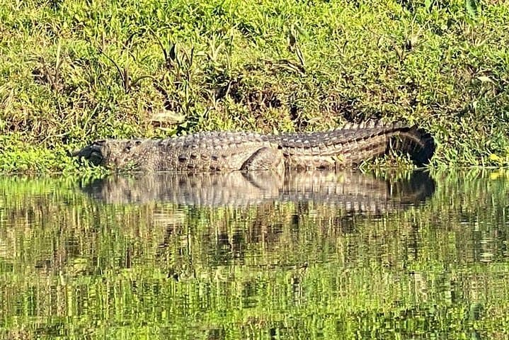 Chitwan Jungle Safari from Pokhara: 1 Night, 2 Days Wildlife & Tharu Village Experience