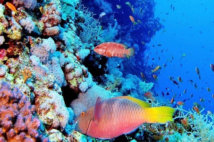 Full-Day Snorkeling in Safaga from Luxor — Coral Reefs & Utopia Island photo 2