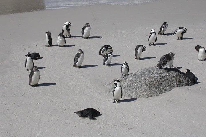 Crocodile Cage Diving, Cape Point & Stellenbosch Wine Tasting — 3-Day Cape Town Adventure photo 2
