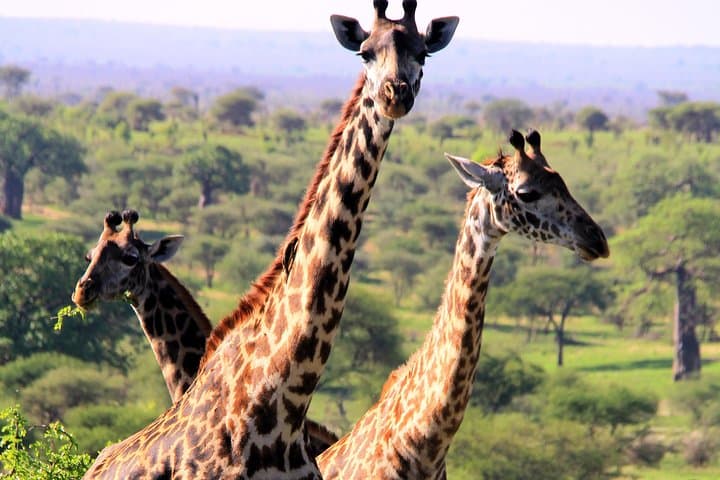 Arusha National Park Day Tour — Mount Meru, Momella Lakes & Wildlife Drive