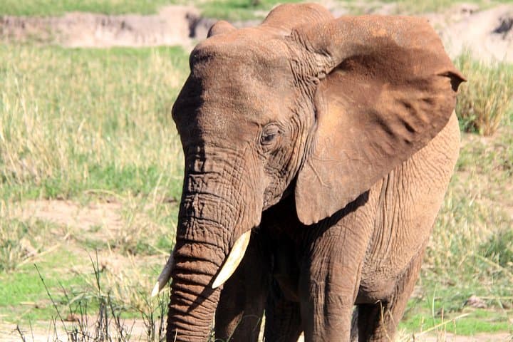 Arusha National Park Day Tour — Mount Meru, Momella Lakes & Wildlife Drive photo 2