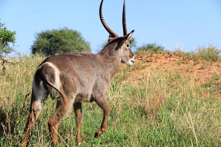 Arusha National Park Day Tour — Mount Meru, Momella Lakes & Wildlife Drive photo 3