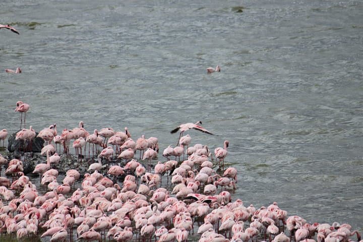 Arusha National Park Day Tour — Mount Meru, Momella Lakes & Wildlife Drive photo 4