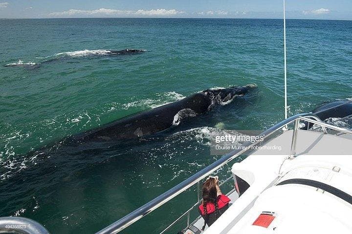 Cape Town 3-Day Shark Cage Diving, Cape Peninsula & Winelands Tour photo 2