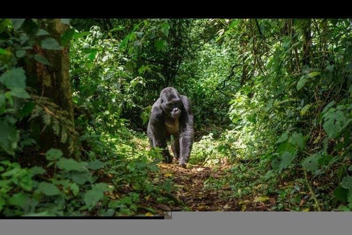 2-Day Murchison Falls Safari: Top-of-Falls, Nile Boat Cruise & Sunset Game Drive