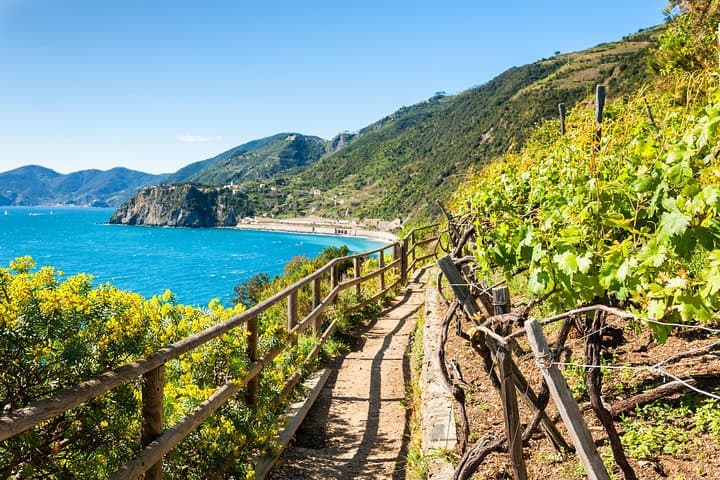 Athens Wine Odyssey: Private Attica Vineyard Tour & Tasting