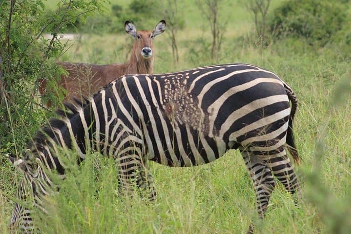 Akagera National Park Full-Day Game Drive from Kigali photo 2