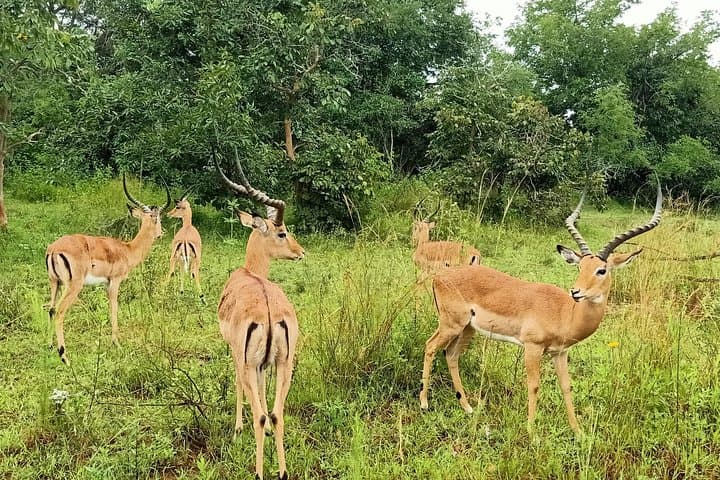 Akagera National Park Full-Day Game Drive from Kigali photo 4