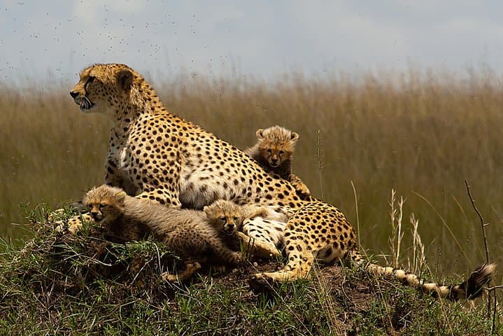 5-Day Kenya Safari: Masai Mara, Lake Nakuru & Hell's Gate Adventure photo 3