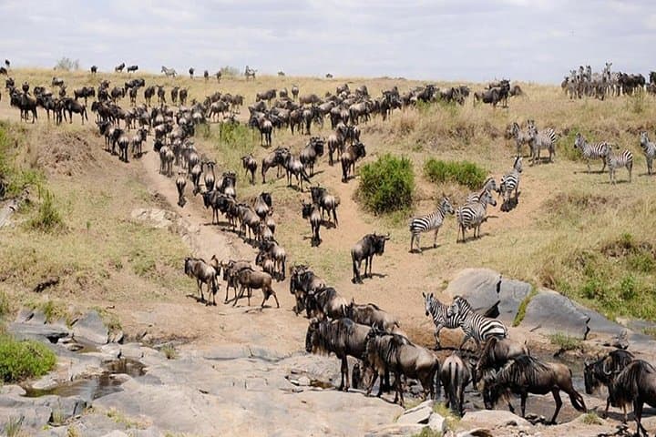 5-Day Kenya Safari: Masai Mara, Lake Nakuru & Hell's Gate Adventure photo 4
