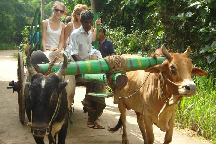 3-day-glimpse-of-sri-lanka-kandy-sigiriya-dambulla-minneriya photo 2