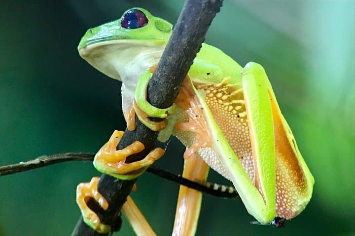Manuel Antonio National Park Guided Hike: Wildlife, Beaches & Rainforest Trails photo 3
