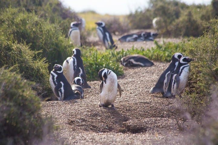 Punta Tombo Penguin Experience: Walk Among Magellanic Penguins