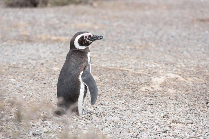 Punta Tombo Penguin Experience: Walk Among Magellanic Penguins photo 2