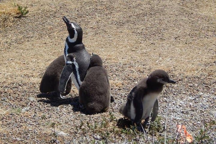 Punta Tombo Penguin Experience: Walk Among Magellanic Penguins photo 3