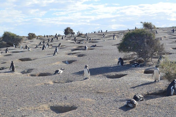 Punta Tombo Penguin Experience: Walk Among Magellanic Penguins photo 5