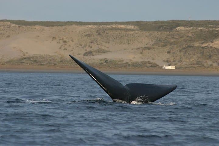 Peninsula Valdes Private Tour: Southern Right Whale Watching from Puerto Madryn