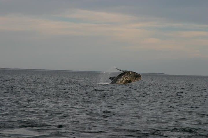 Peninsula Valdes Private Tour: Southern Right Whale Watching from Puerto Madryn photo 4
