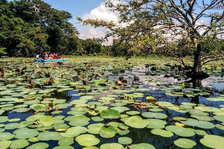 Pidurangala Sunrise and Hiriwadunna Village Tour from Colombo photo 4