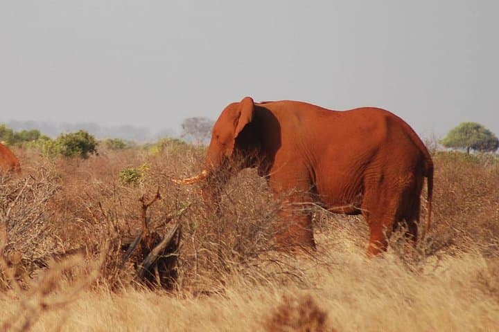 Red Elephant Safari: 2-Day Tsavo East Wildlife Experience