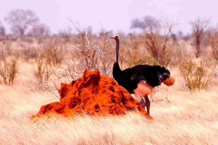 Red Elephant Safari: 2-Day Tsavo East Wildlife Experience photo 2