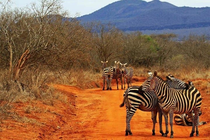 Red Elephant Safari: 2-Day Tsavo East Wildlife Experience photo 3