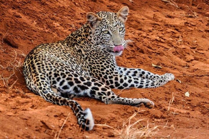 Red Elephant Safari: 2-Day Tsavo East Wildlife Experience photo 4