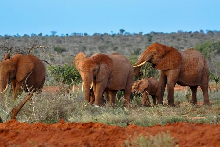 Red Elephant Safari: 2-Day Tsavo East Wildlife Experience photo 5