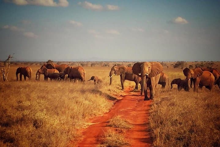Red Elephant Safari: 2-Day Tsavo East Wildlife Experience photo 6