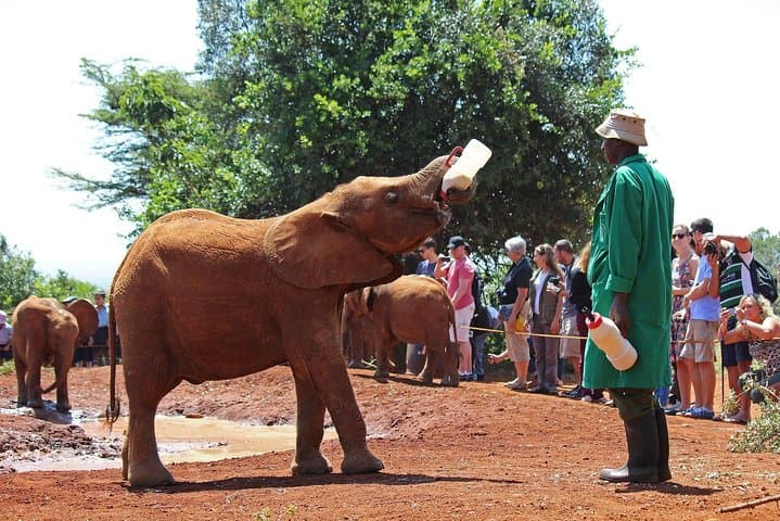 Visit David Sheldrick Elephant Orphanage: Half-Day Nairobi Wildlife Experience photo 2