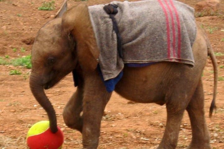 Nairobi Day Tour: Giraffe Center & David Sheldrick Elephant Orphanage photo 3