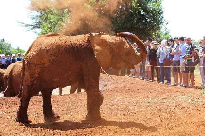Visit David Sheldrick Elephant Orphanage: Half-Day Nairobi Wildlife Experience photo 6