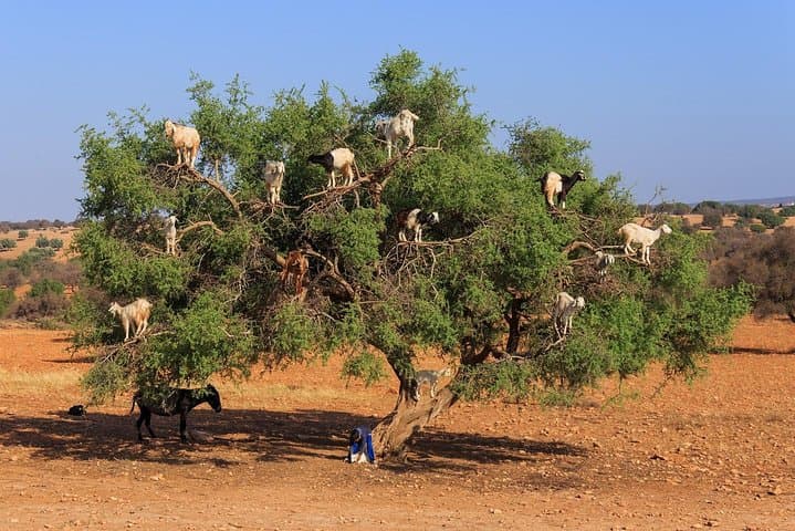 Agadir Tree-Climbing Goats: See Argan Trees & Local Goat Herds photo 2