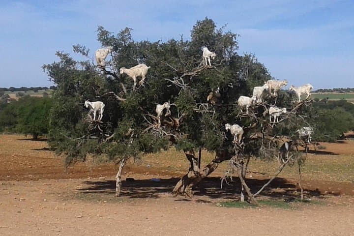 Agadir Tree-Climbing Goats: See Argan Trees & Local Goat Herds photo 4