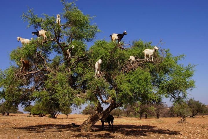 Agadir Tree-Climbing Goats: See Argan Trees & Local Goat Herds photo 5