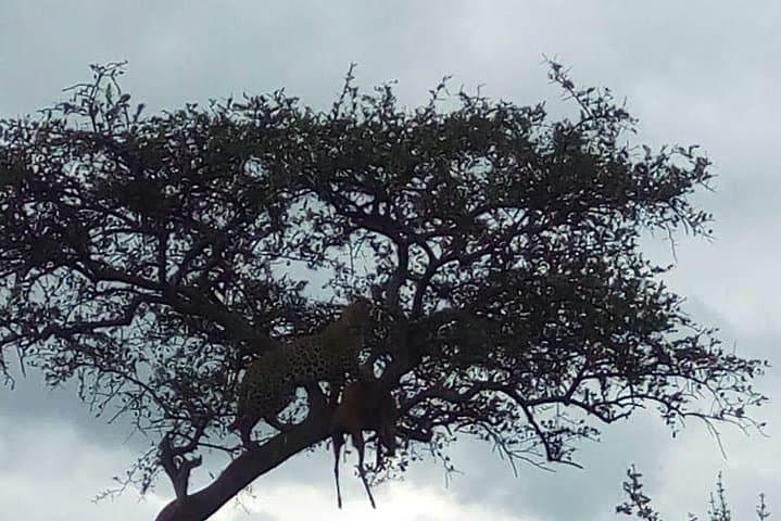 9-Day Mgahinga Gorilla Trek: Maasai Mara, Lake Nakuru and Naivasha photo 2