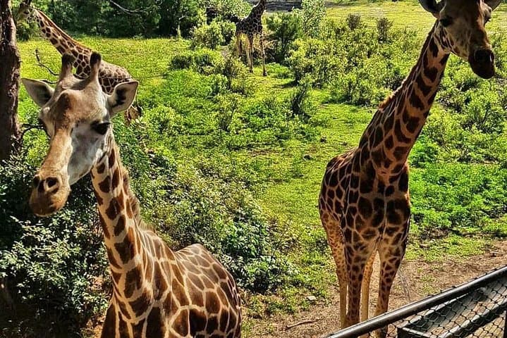 Haller Park Half-Day: Coastal Wildlife and Reclaimed Quarry Walk from Mombasa