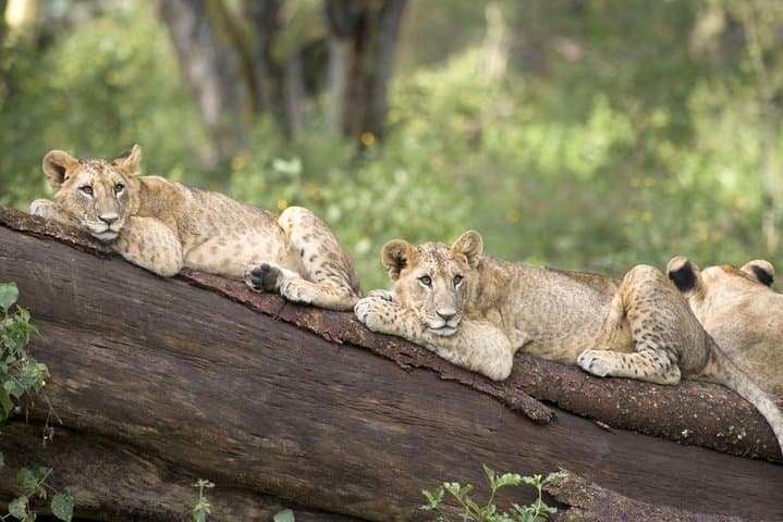 Haller Park Half-Day: Coastal Wildlife and Reclaimed Quarry Walk from Mombasa photo 3
