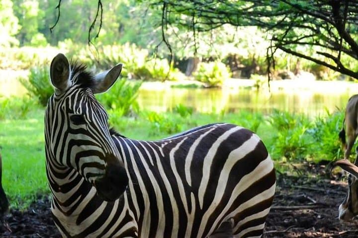 Haller Park Half-Day: Coastal Wildlife and Reclaimed Quarry Walk from Mombasa photo 4