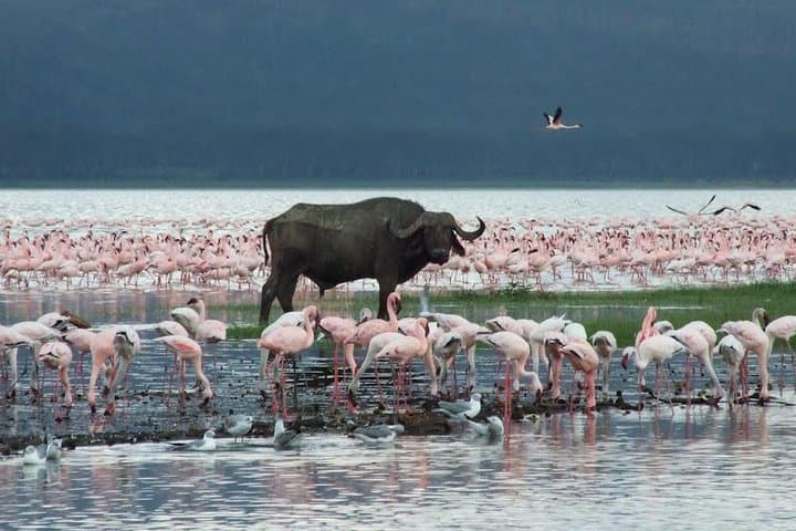 Full-Day Lake Nakuru Safari from Nairobi — Flamingos, Rhinos & Rift Valley Vistas